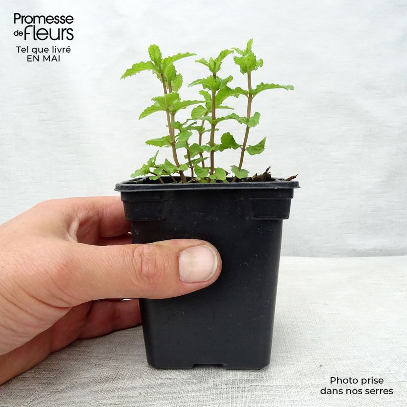Example of Menthe marocaine - Mentha spicata Nannah Godet de 7/8 cm as you get in printemps