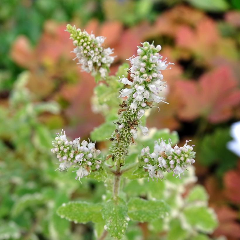 Menthe panachée - Mentha suaveolens Variegata (Flowering)