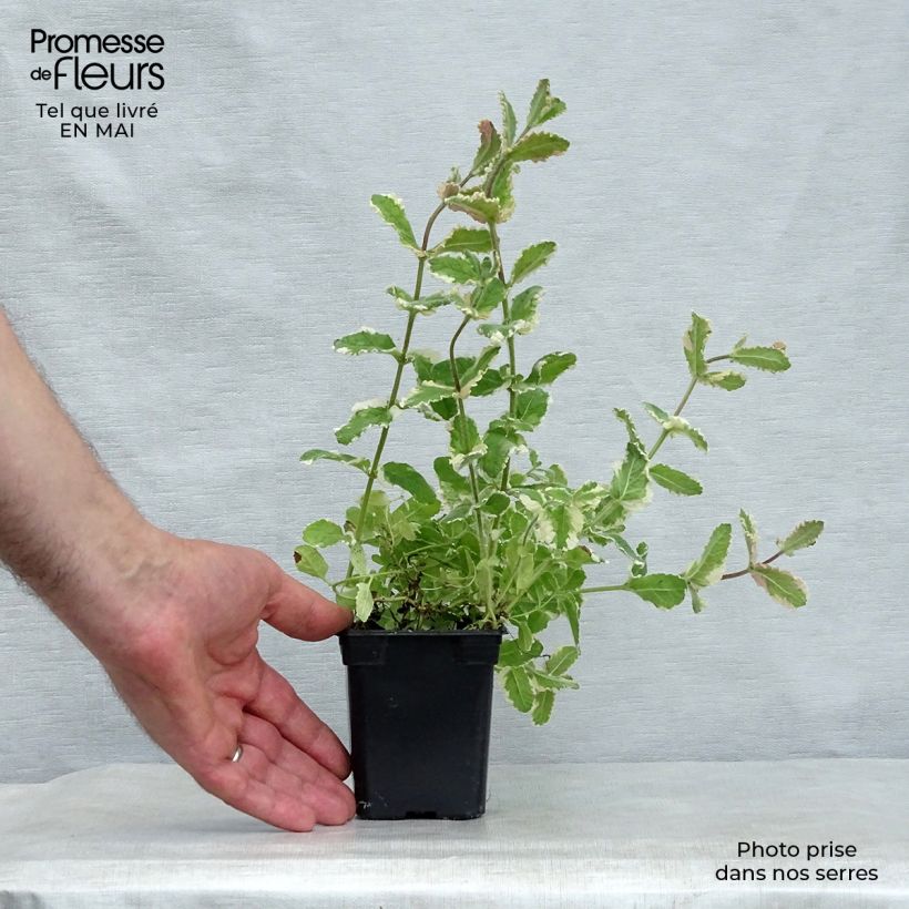Example of Menthe panachée - Mentha suaveolens Variegata Godet de 8/9 cm as you get in printemps