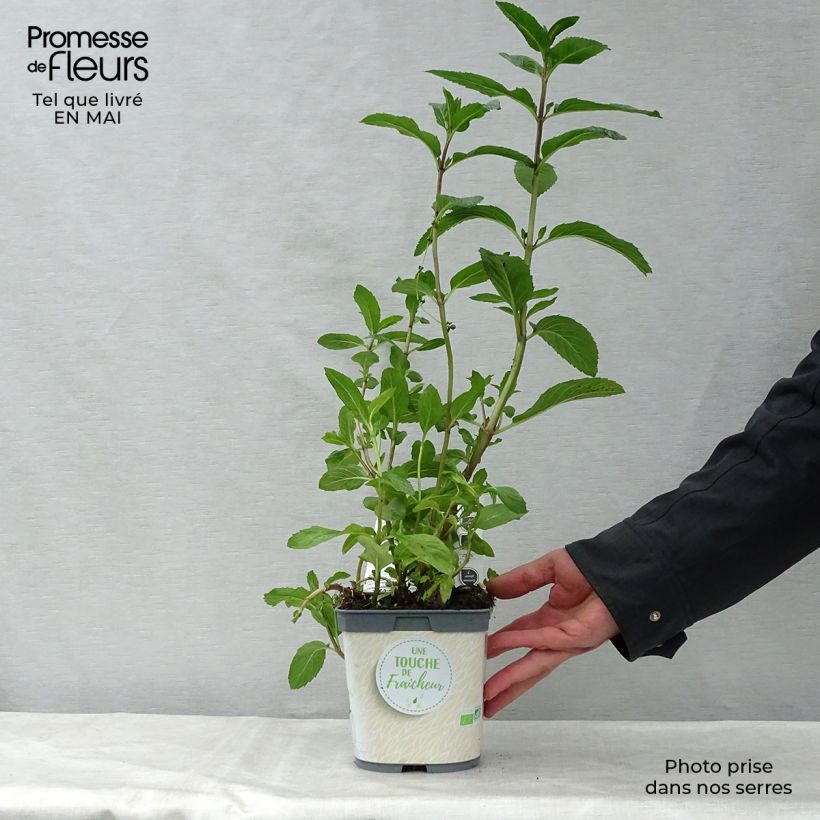 Example of Menthe poivrée - Mentha piperata en plant BIO Godet de 7/8 cm as you get in printemps