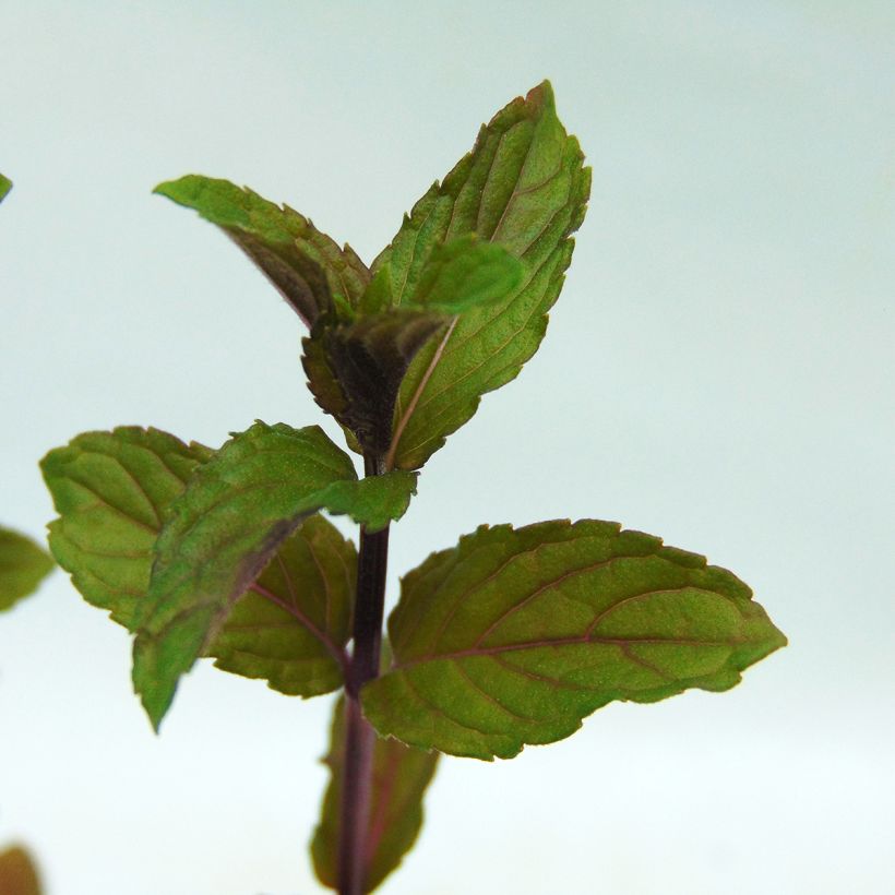 Menthe poivrée - Mentha piperita (Foliage)