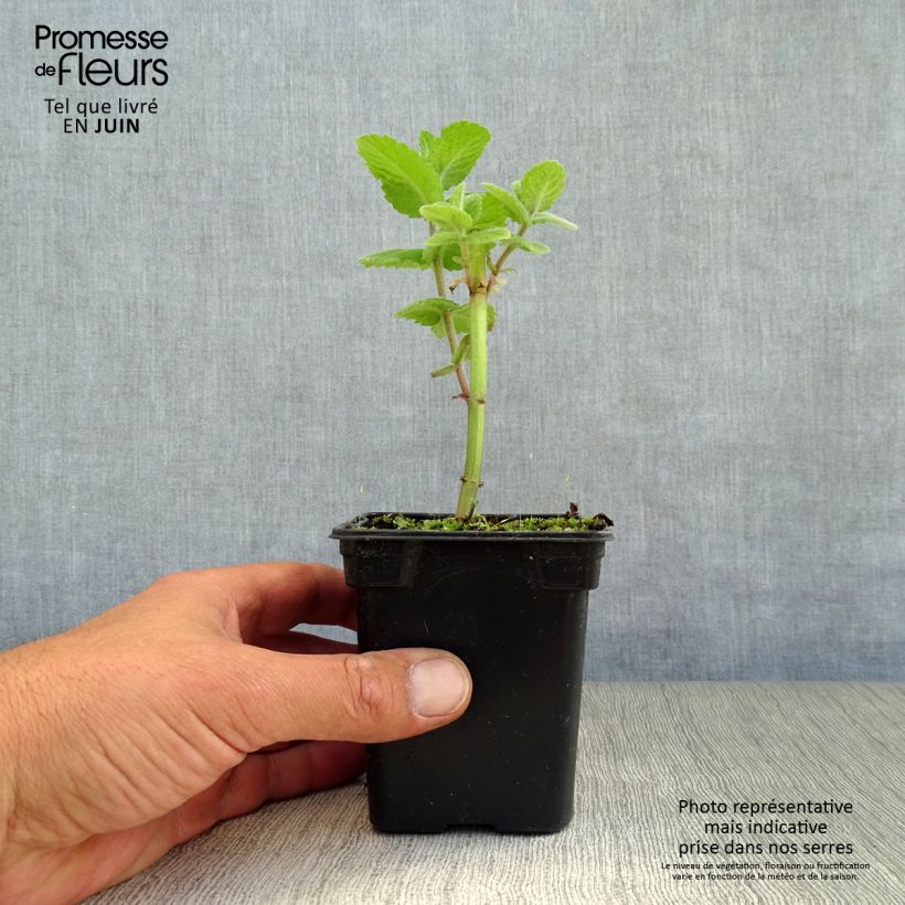 Spécimen de Menthe pomme Godet de 8/9 cm tel que livré en été