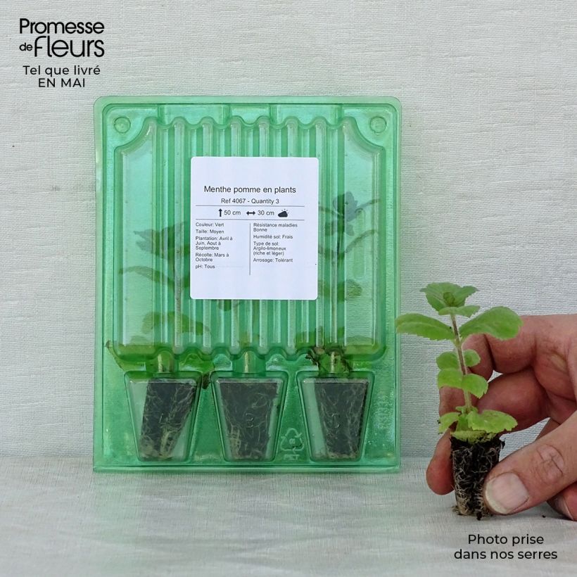 Example of Menthe pomme Mini-motte Ø 3/4 cm, LIvré en hauteur de 5 à 10 cm as you get in printemps