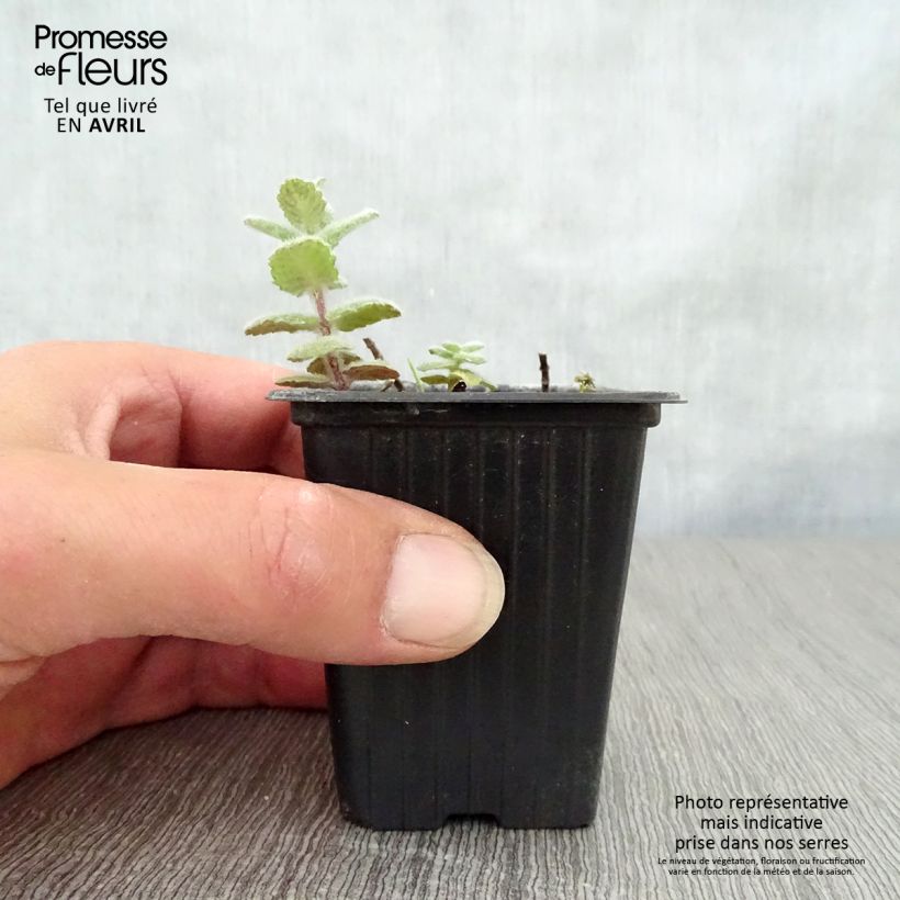 Example of Menthe suave BIO - Mentha suaveolens Godet de 8/9 cm as you get in printemps