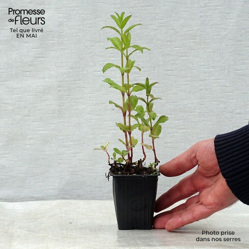 Example of Menthe suisse - Mentha x piperita Swiss Godet de 8/9 cm as you get in printemps