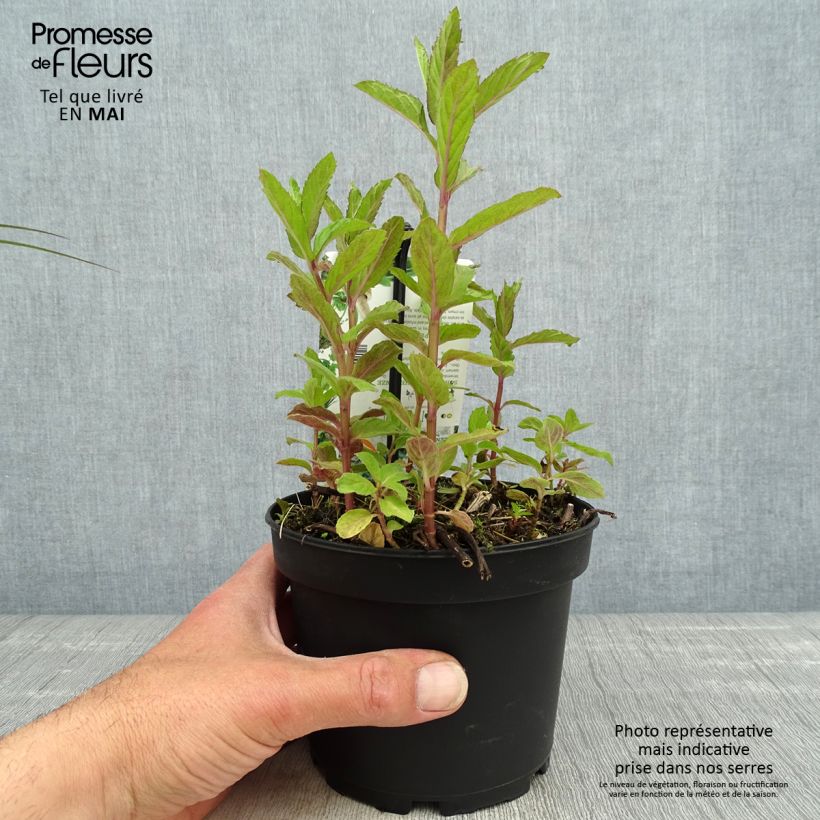 Example of Menthe suisse - Mentha x piperita Swiss Pot de 1,5L/2L as you get in printemps