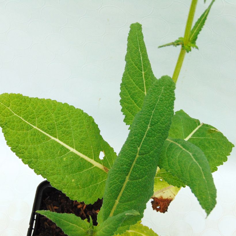 Menthe tomentosa BIO (Foliage)