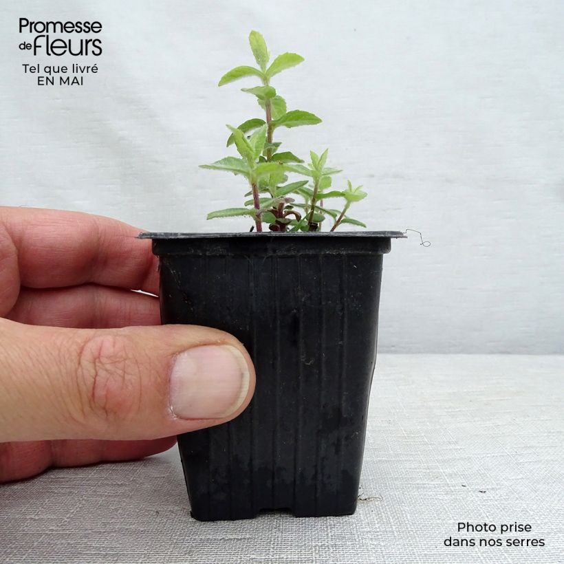 Example of Menthe tomentosa BIO Godet de 8/9 cm as you get in printemps