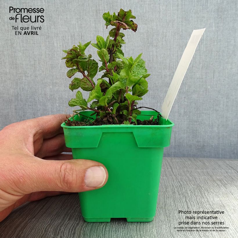 Spécimen de Menthe verte Hollywood - Mentha spicata Pot de 10 cm/11cm tel que livré au printemps