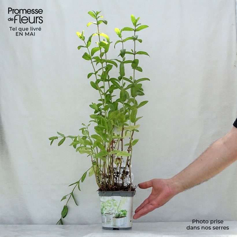 Example of Menthe verte - Mentha spicata en plant BIO Pot de 2L/3L as you get in printemps