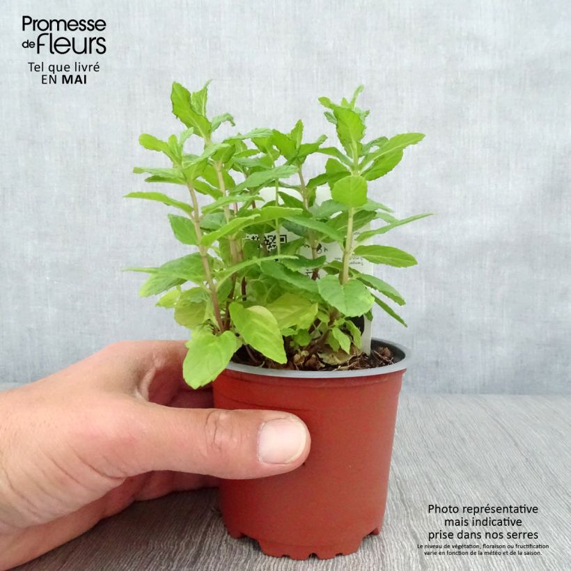 Example of Menthe verte - Mentha spicata en plant BIO Pot de 10 cm/11cm as you get in printemps
