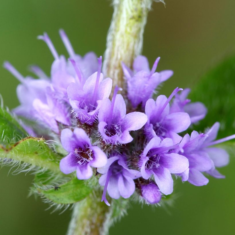 Menthe Thaï - Mentha arvensis (Floraison)