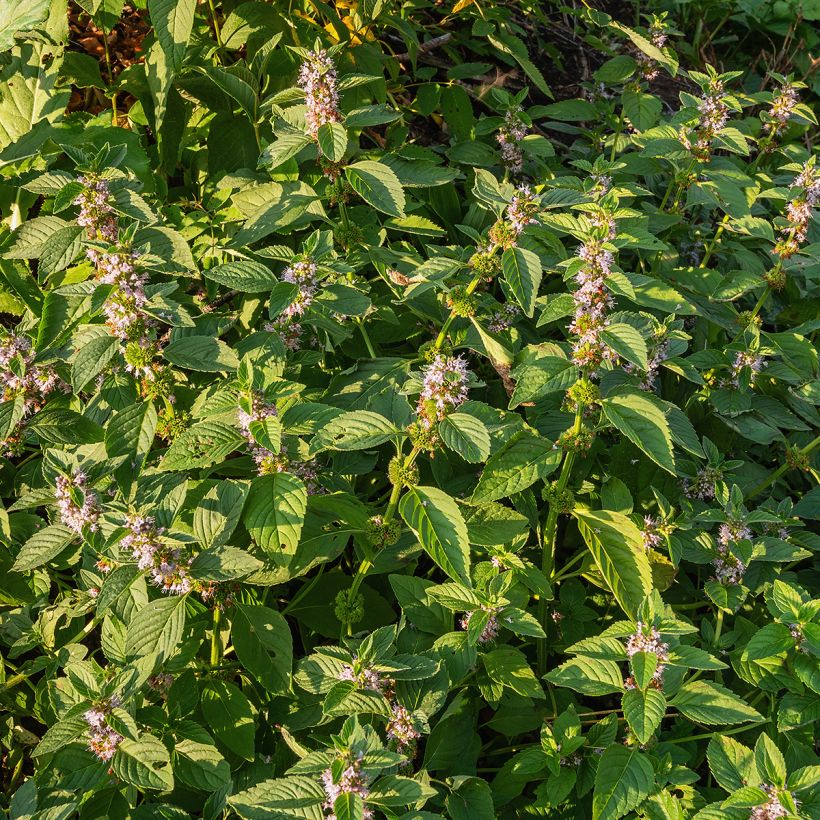 Menthe Thaï - Mentha arvensis (Port)