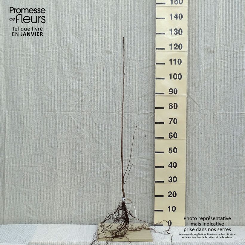 Example of Merisier des oiseaux - Prunus avium Racines nues as you get in hiver