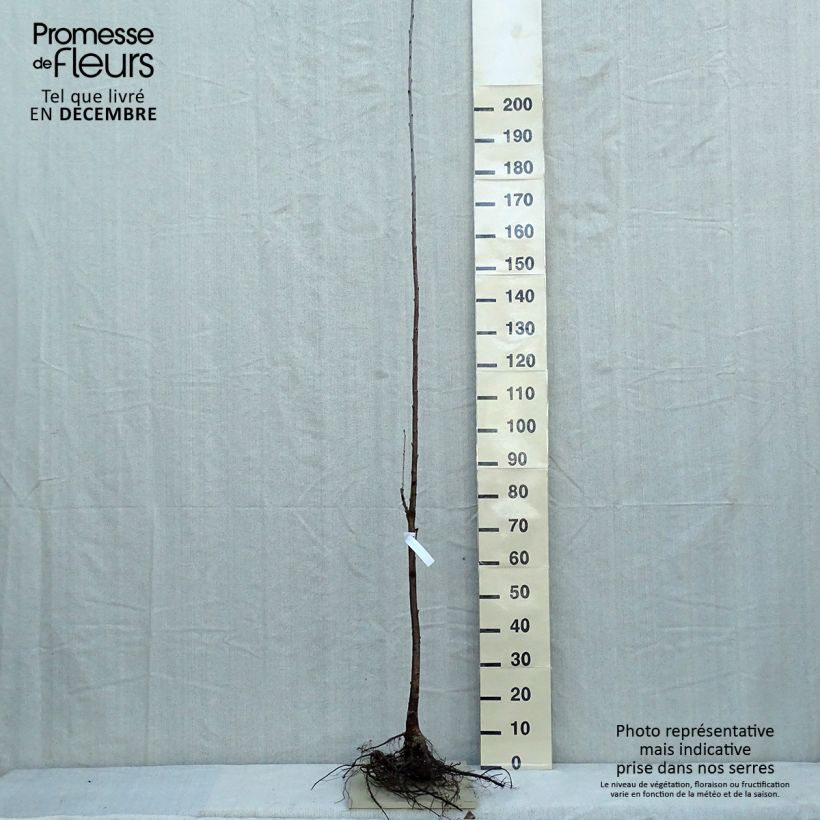 Example of Merisier des oiseaux - Prunus avium Racines nues as you get in hiver