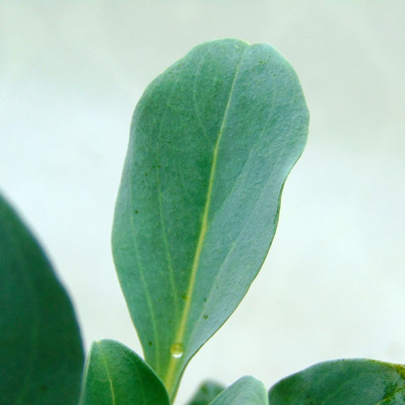 Mertensia maritima - Huître végétale   (Foliage)