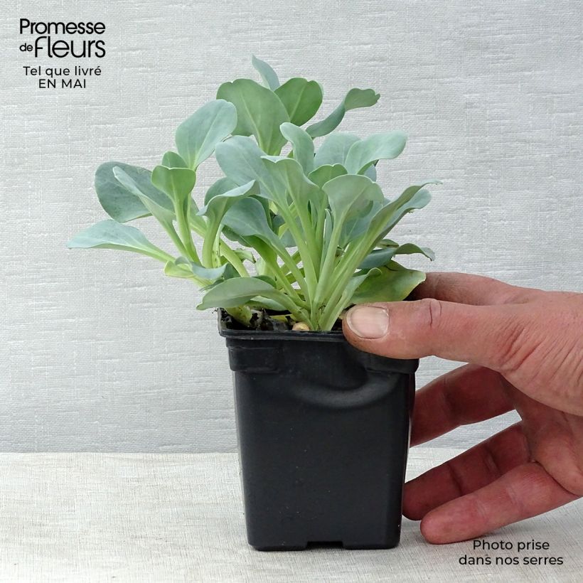 Example of Mertensia maritima BIO - Huître végétale en godet as you get in printemps