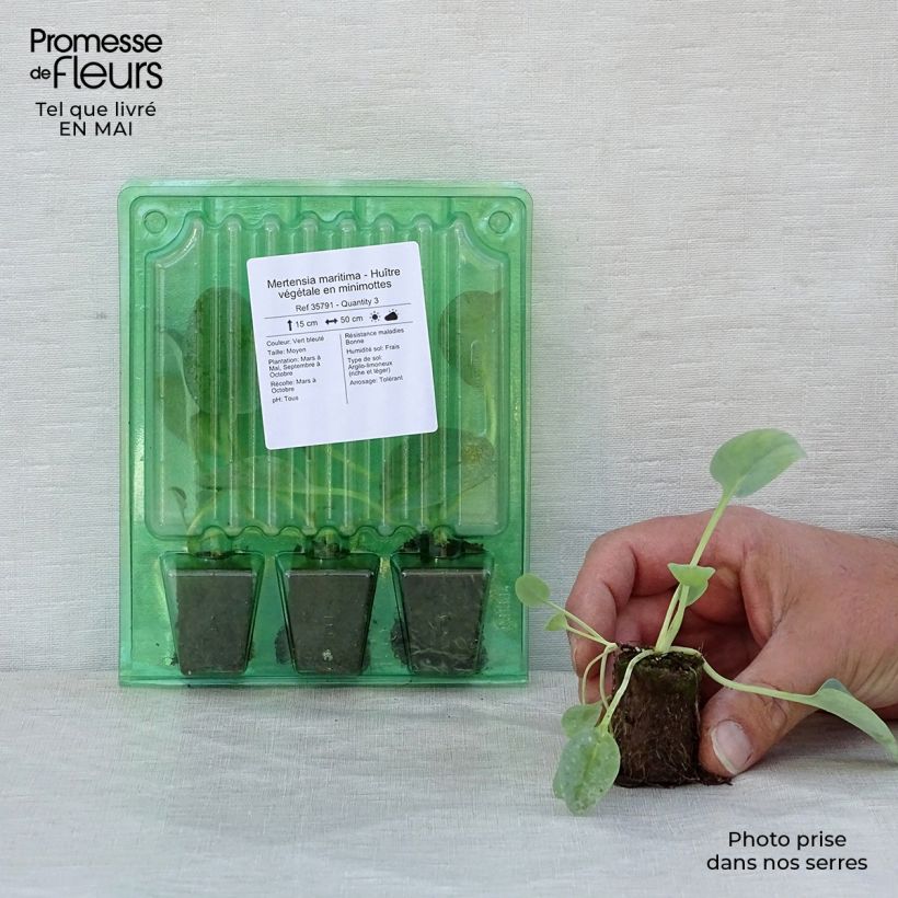 Example of Mertensia maritima - Huître végétale   Mini-motte Ø 3/4 cm as you get in printemps