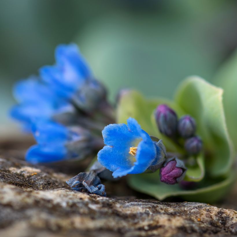 Mertensia maritima, plante huître - Graines (Flowering)