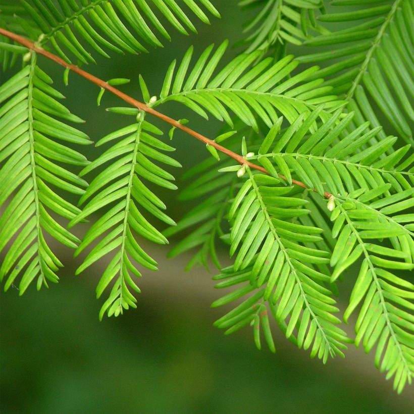 Metasequoia glyptostroboides (Foliage)