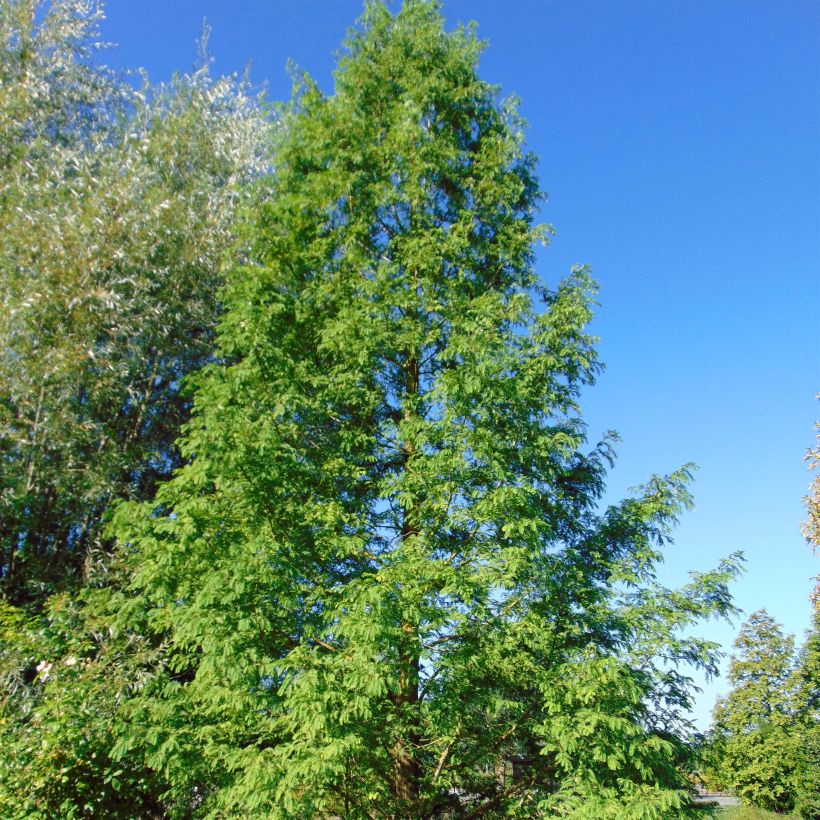 Metasequoia glyptostroboides (Plant habit)