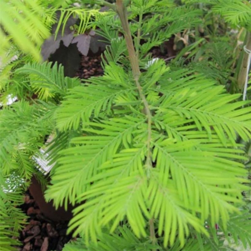 Metasequoia glyptostroboides Chubby (Foliage)