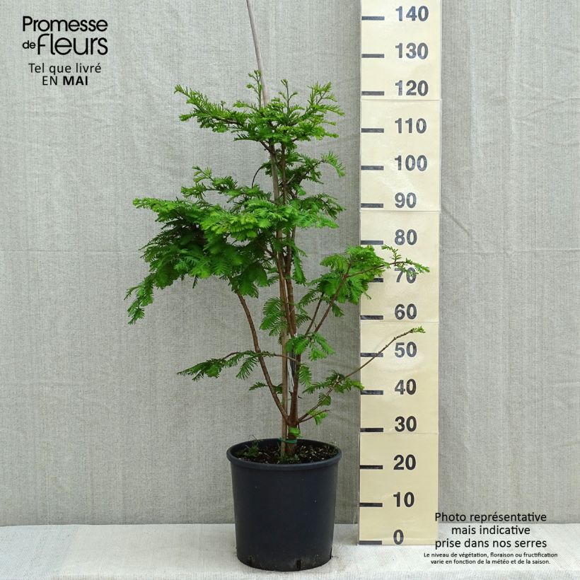 Example of Metasequoia glyptostroboides Chubby Pot de 12L/15L as you get in printemps