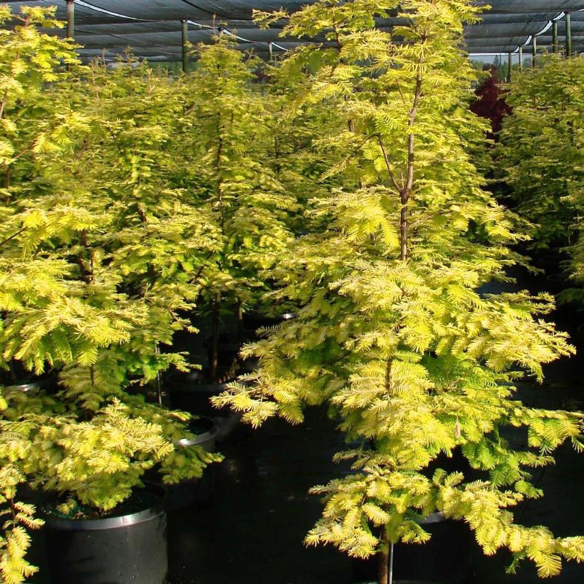 Metasequoia glyptostroboides Gold Rush (Plant habit)