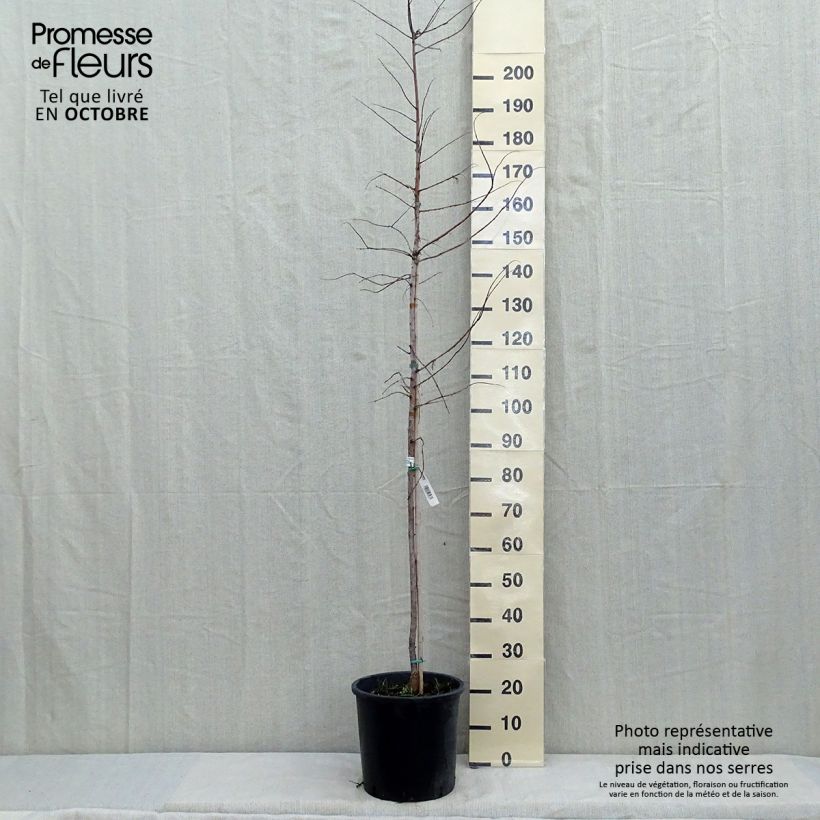 Example of Metasequoia glyptostroboides Gold Rush Pot de 12L/15L as you get in automne