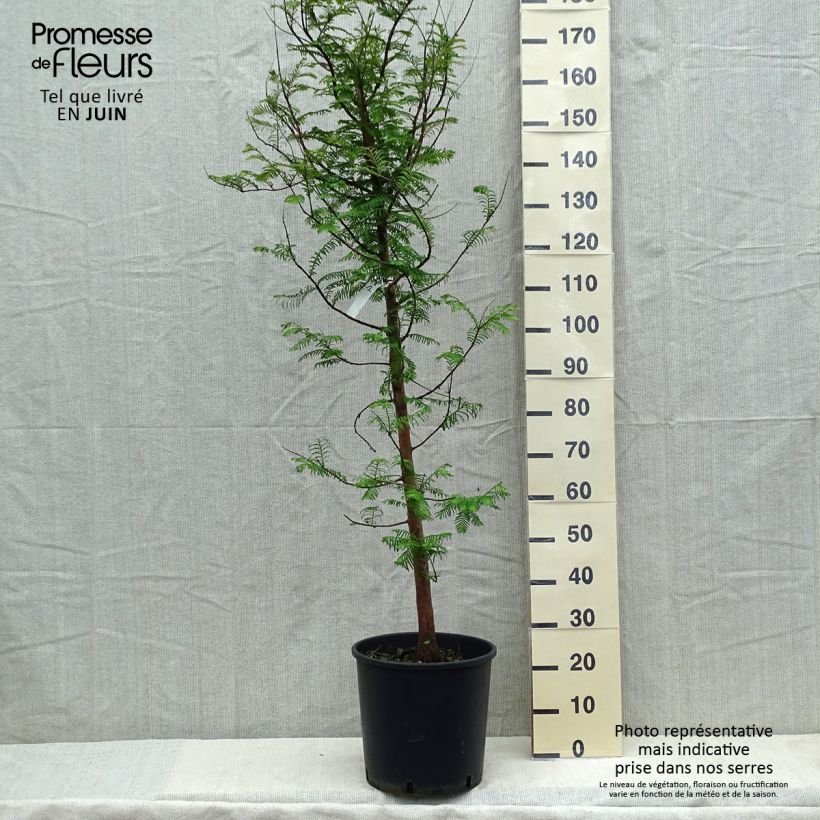 Example of Metasequoia glyptostroboides Pot de 18L/20L as you get in printemps