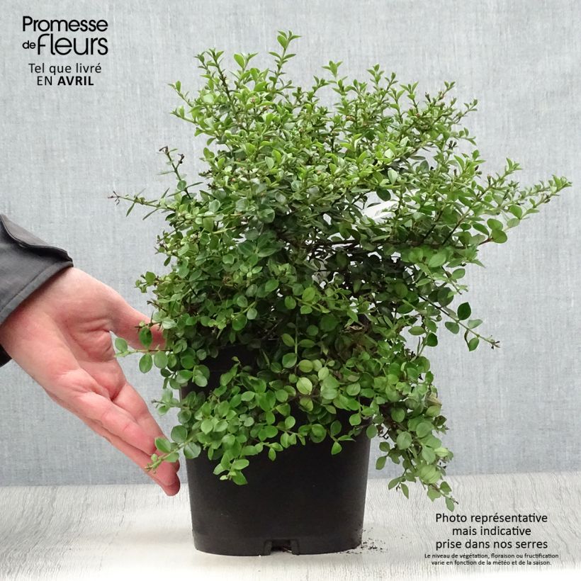 Example of Metrosideros Ferris Wheel Pot de 3L/4L as you get in printemps