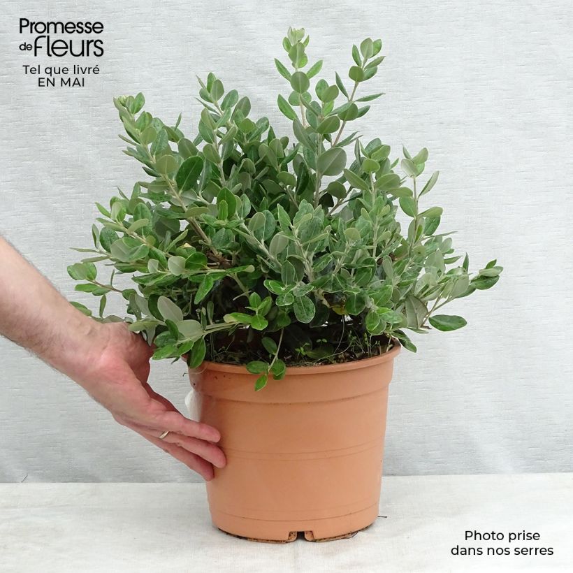 Example of Metrosideros excelsa - Arbre de Noël de Nouvelle-Zélande Pot de 3L/4L as you get in printemps
