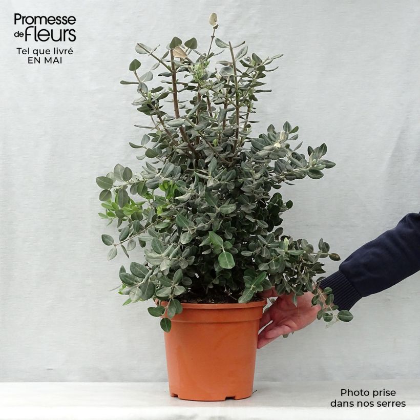 Example of Metrosideros excelsa - Arbre de Noël de Nouvelle-Zélande Pot de 7,5L/10L as you get in printemps