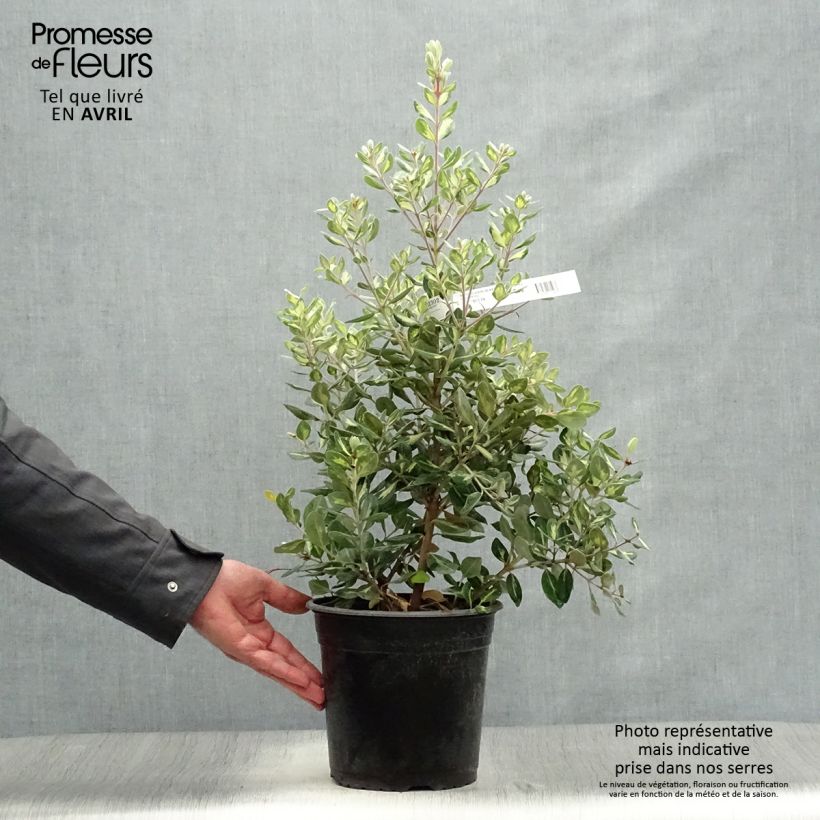 Example of Metrosideros kermadecensis Sunninghill Pot de 4L/5L as you get in printemps