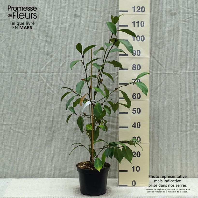 Example of Michelia (x) foggii Allspice - Michelia hybride Pot de 4L/5L as you get in printemps