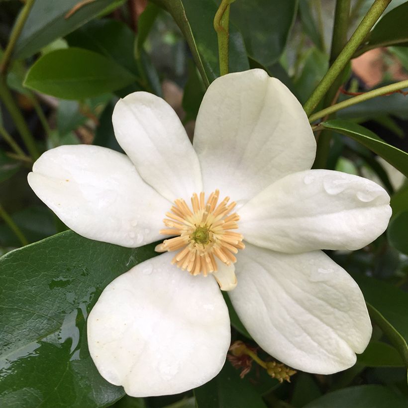 Magnolia yunnanensis - Michelia (Flowering)