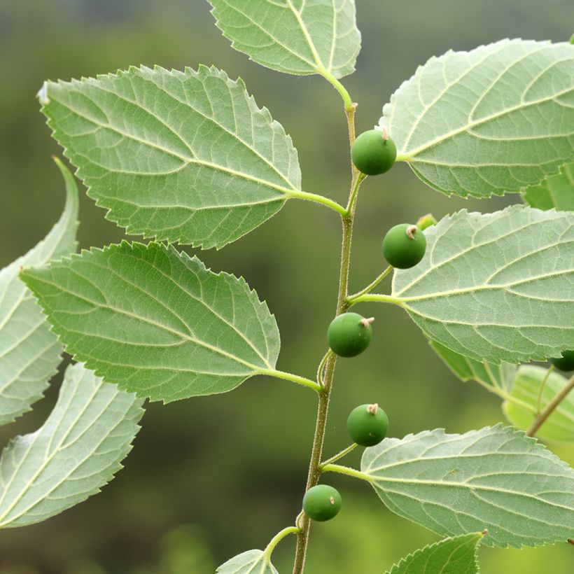 Celtis occidentalis - Micocoulier de Virginie (Récolte)