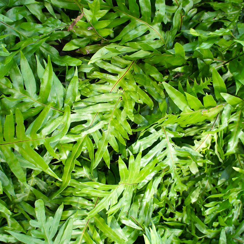 Microsorum diversifolium - Fougère patte de kangourou (Feuillage)