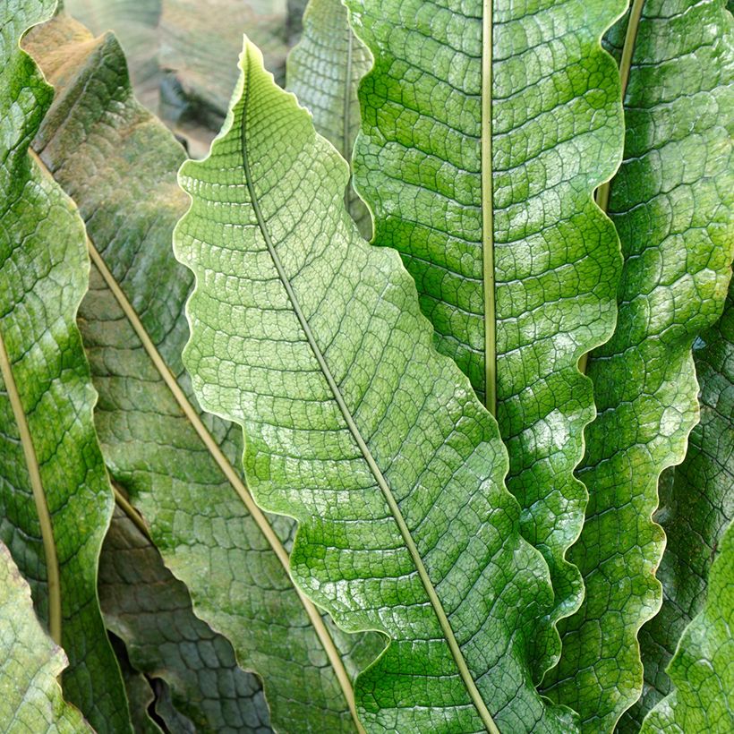 Microsorum musifolium Crocodyllus - Fougère crocodile (Feuillage)