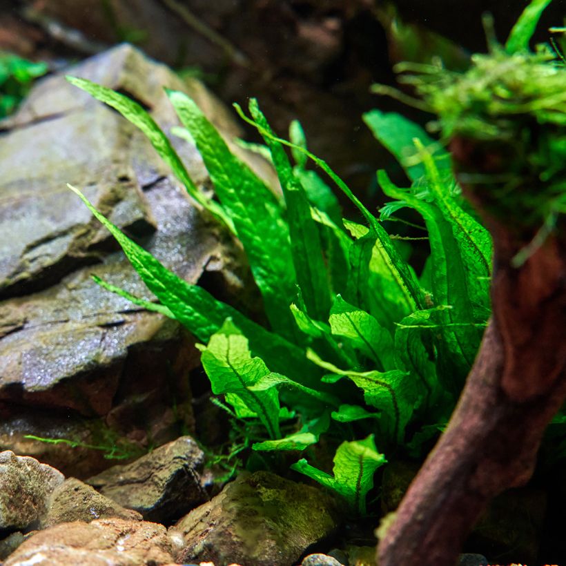 Microsorum pteropus - Fougère de Java (Plant habit)