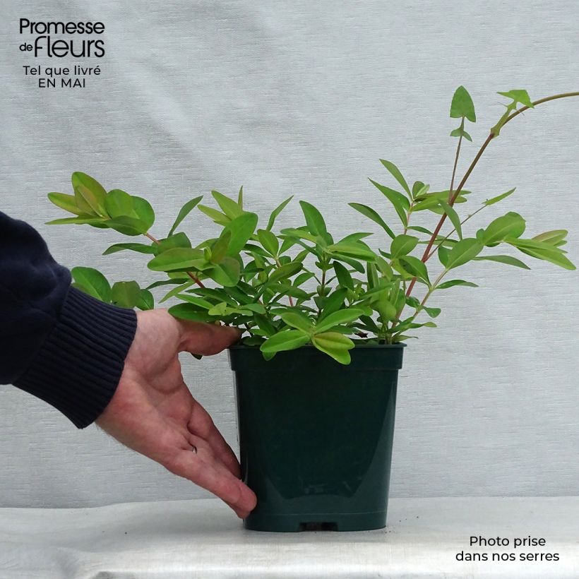 Example of Millepertuis - Hypericum calycinum Pot de 2L/3L as you get in printemps