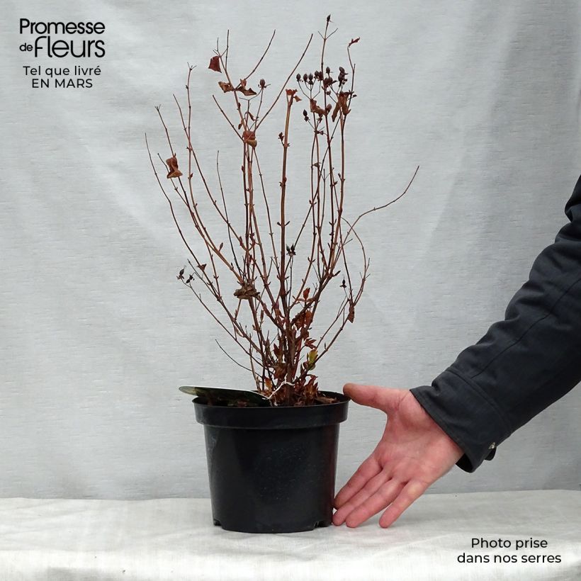 Example of Millepertuis - Hypericum inodorum Elstead Pot de 1,5L/2L as you get in printemps