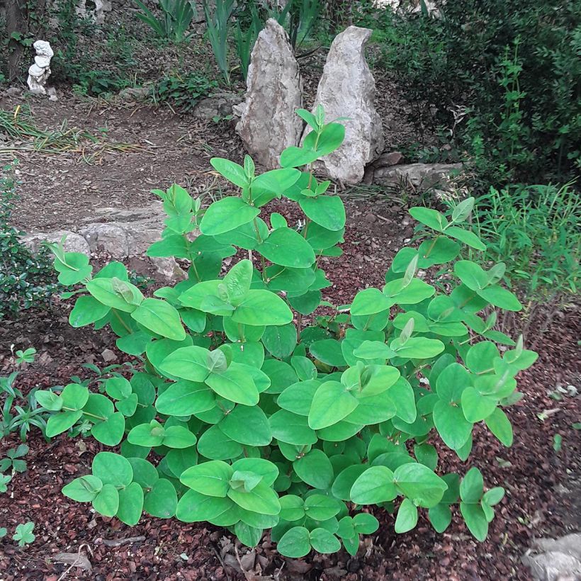 Millepertuis - Hypericum inodorum Rheingold (Plant habit)