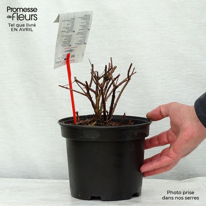 Example of Millepertuis - Hypericum inodorum Rheingold Pot de 1L/1,5L as you get in printemps