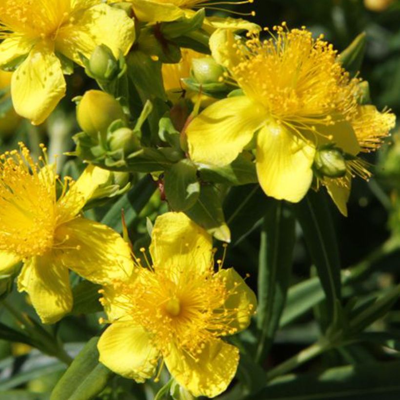 Millepertuis - Hypericum kalmianum Sunny Boulevard (Flowering)