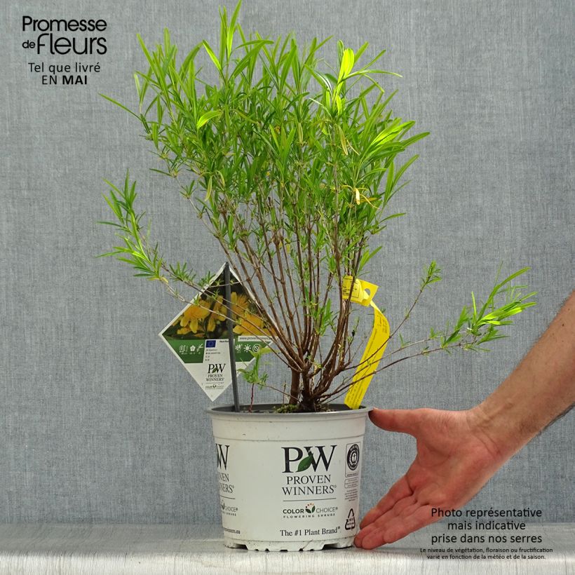 Example of Millepertuis - Hypericum kalmianum Sunny Boulevard Pot de 2L/3L as you get in printemps