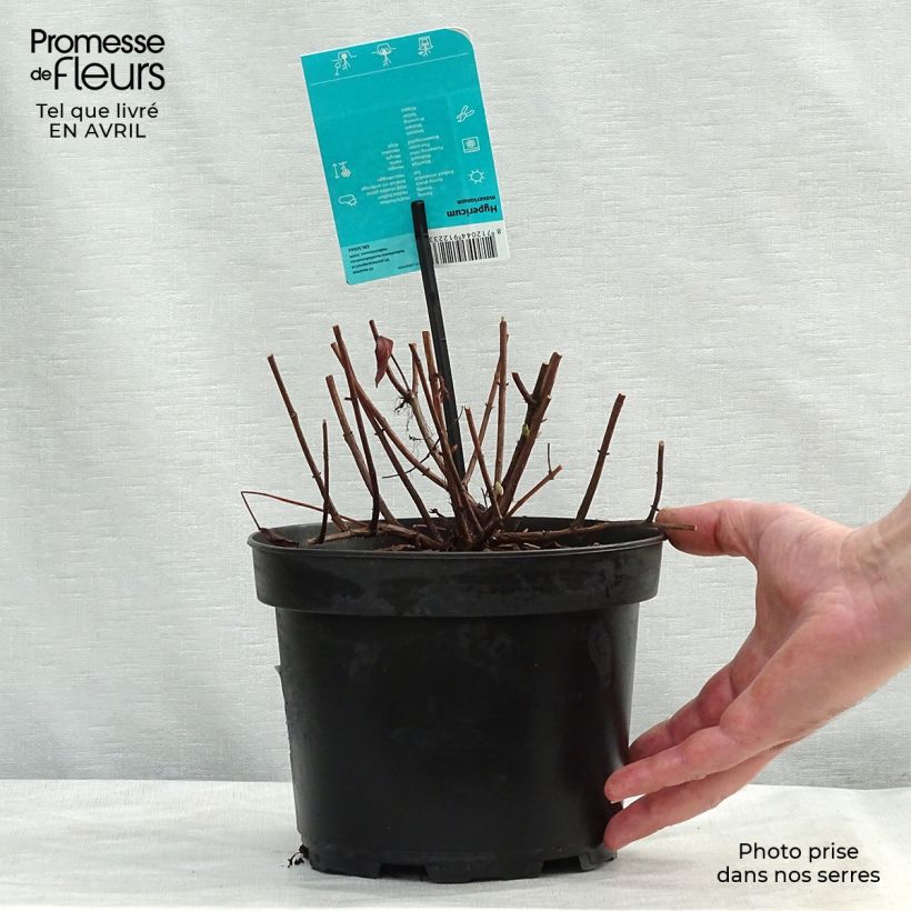 Spécimen de Millepertuis - Hypericum (x) moserianum Pot de 2L/3L tel que livré au printemps