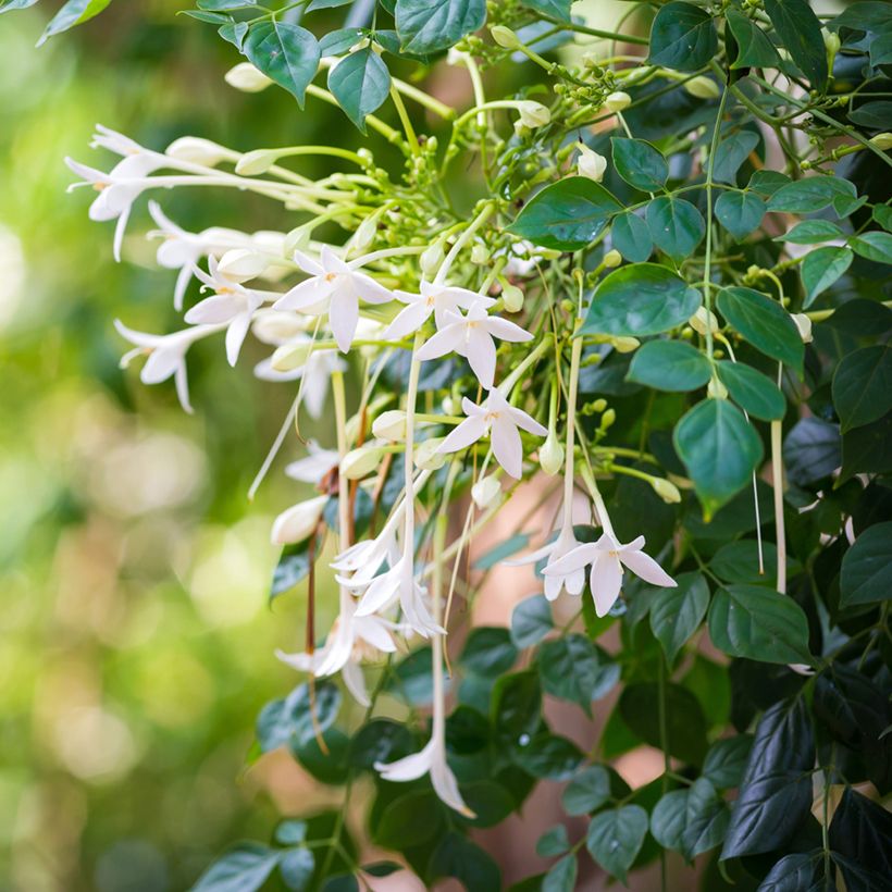 Millingtonia hortensis - Jasmin en arbre (Flowering)