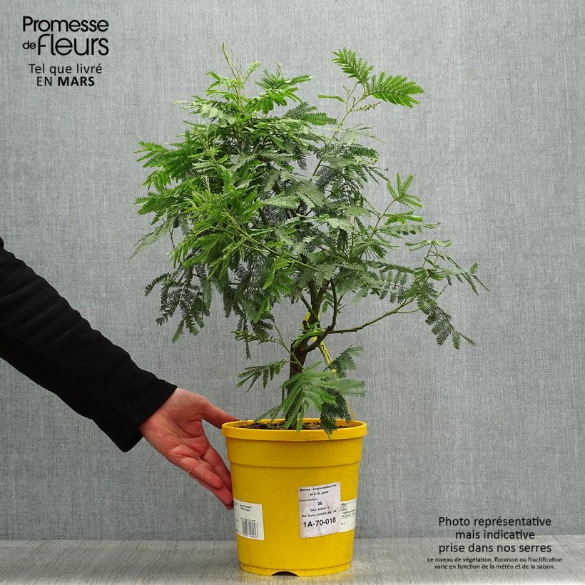 Example of Mimosa - Acacia dealbata Pot de 4L/5L as you get in printemps