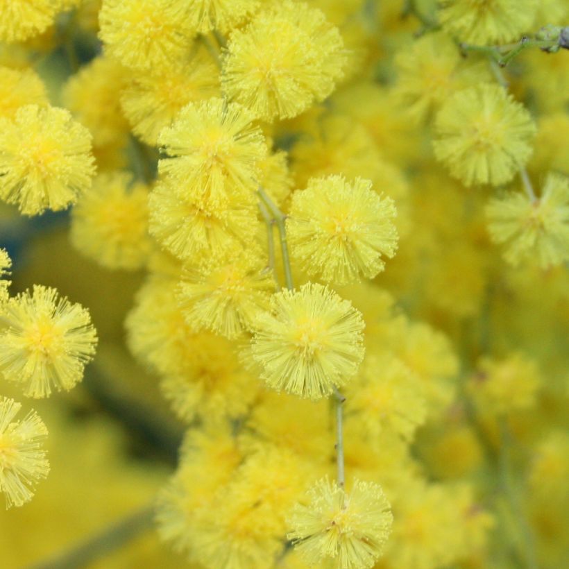 Mimosa - Acacia howittii Clair De Lune (Flowering)